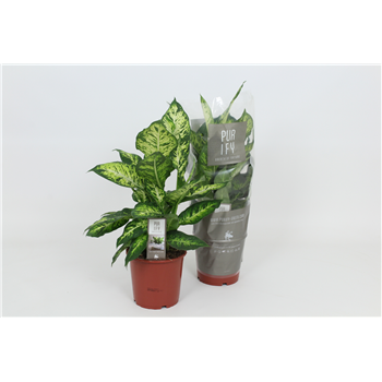 Dieffenbachia 'Sublime' F00002994