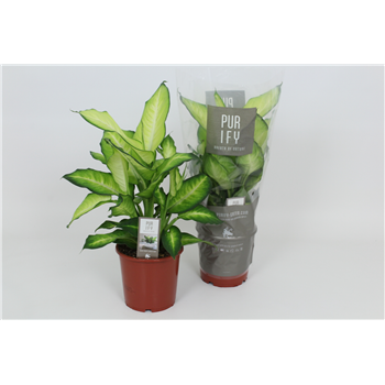 Dieffenbachia 'Summer Style' F00002991