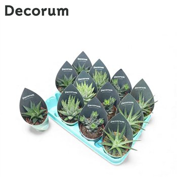 Haworthia mix Mix (4spc ) (decorum)12 12cm 8.5cm Q1786