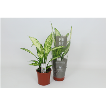 Dieffenbachia 'Vesuvius' F00003000