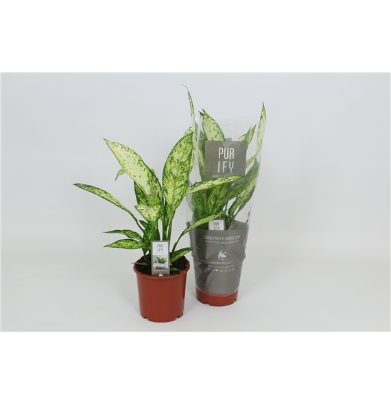 Dieffenbachia 'Vesuvius' F00003000