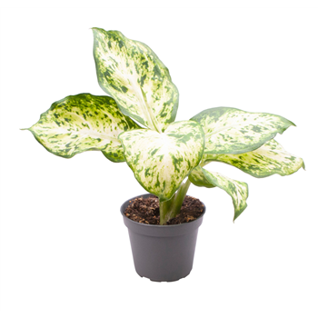 Dieffenbachia maculata 'Amy' F00001902
