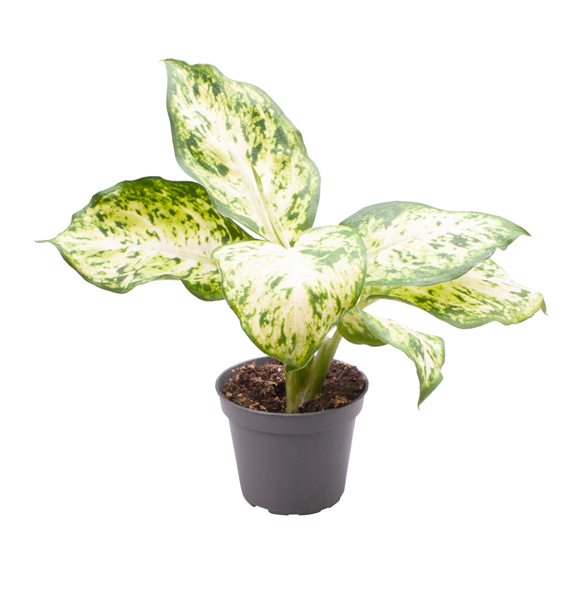 Dieffenbachia maculata 'Amy' F00001902