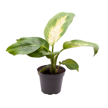 Dieffenbachia maculata 'Camilla' F00001901