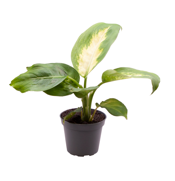 Dieffenbachia maculata 'Camilla' F00001901