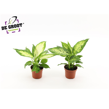 Dieffenbachia mix F00005298