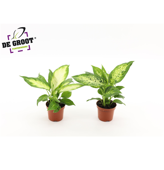 Dieffenbachia mix F00005298