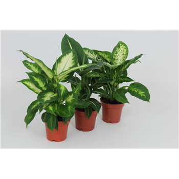Dieffenbachia mix F00005299
