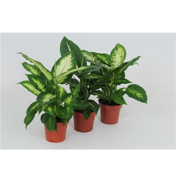 Dieffenbachia mix F00005299