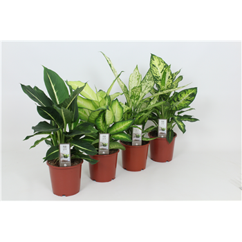 Dieffenbachia mix F00002982