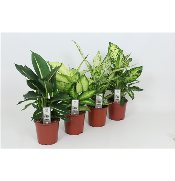 Dieffenbachia mix F00002982
