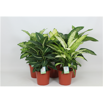 Dieffenbachia mix F00002983