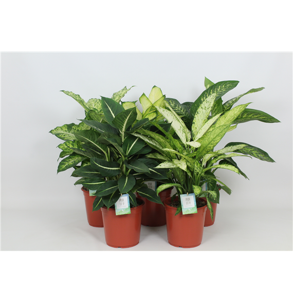 Dieffenbachia mix F00002983
