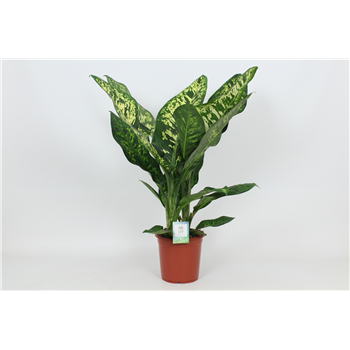 Dieffenbachia seguine 'Crown' F00002979