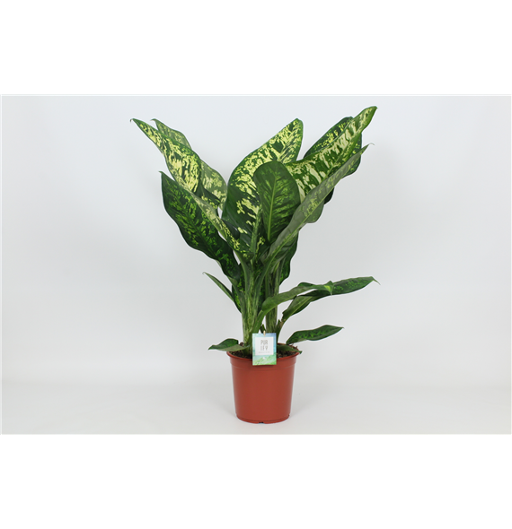 Dieffenbachia seguine 'Crown' F00002979