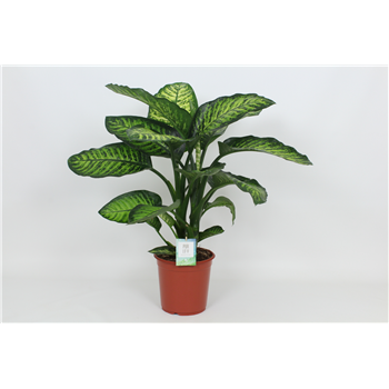 Dieffenbachia seguine 'Maroba' F00002993