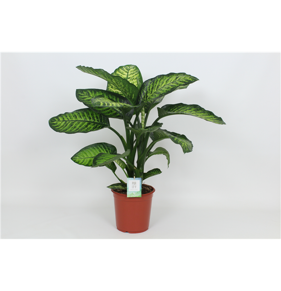 Dieffenbachia seguine 'Maroba' F00002993