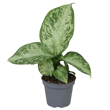 Dieffenbachia seguine 'Snow' F00001903