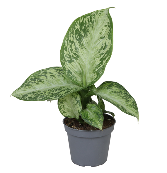 Dieffenbachia seguine 'Snow' F00001903