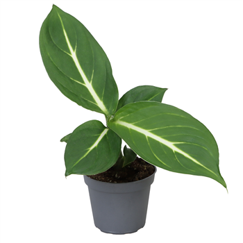 Dieffenbachia seguine 'Sterling' F00001904