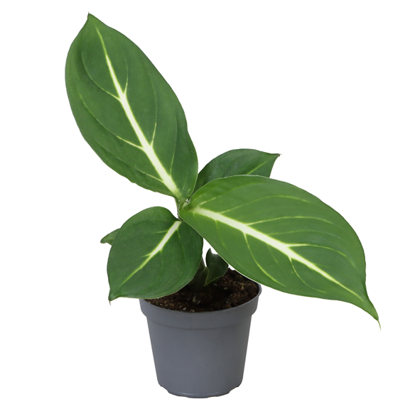 Dieffenbachia seguine 'Sterling' F00001904
