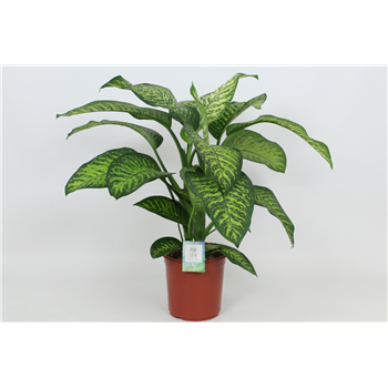 Dieffenbachia seguine 'Tropic Jewel' F00002996