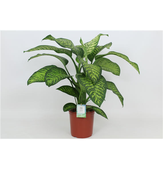 Dieffenbachia seguine 'Tropic Jewel' F00002996