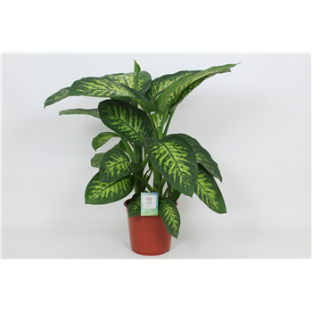 Dieffenbachia seguine 'Tropic Snow' F00002999