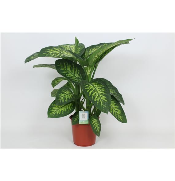 Dieffenbachia seguine 'Tropic Snow' F00002999