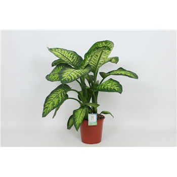 Dieffenbachia seguine Lemon Tropic F00002986