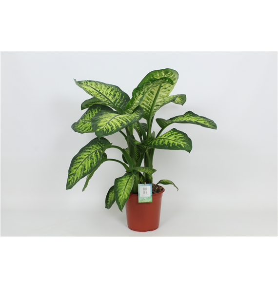 Dieffenbachia seguine Lemon Tropic F00002986