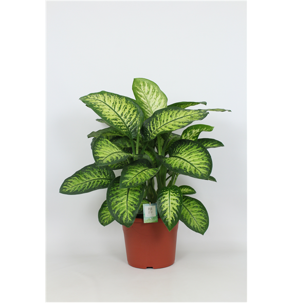 Dieffenbachia seguine Lemon Tropic F00002987