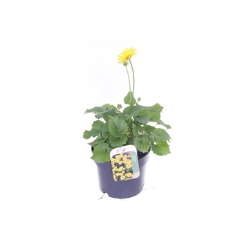 Doronicum orientale F00005512