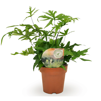 Doryopteris pedata F00001754