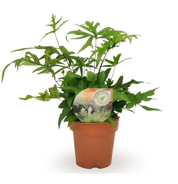 Doryopteris pedata F00001754