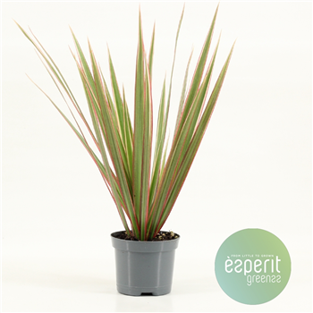 Dracena Bicolor F00001116
