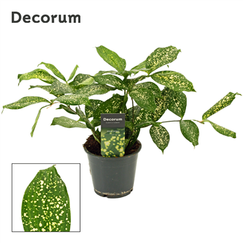 Dracena Godsefiana F00000484