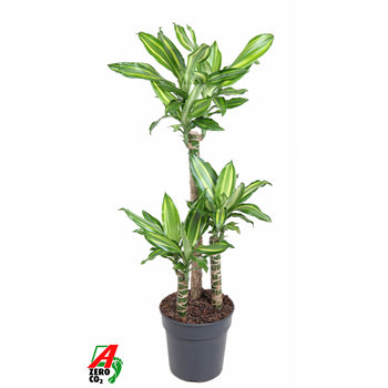 Dracena Silver Dream F00002755