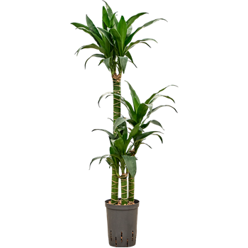 Dracena deremensis 'Black Beauty' 1DRBB3S10