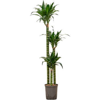 Dracena deremensis 'Black Beauty' 1DRBB3S20