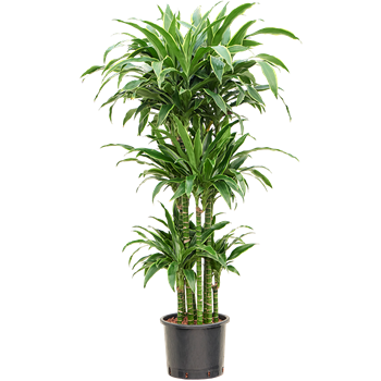 Dracena fragrans 'Arturo' 1DRARCA92