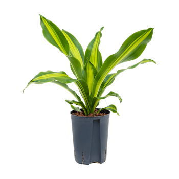 Dracena fragrans 'Burley' 1DRBUKO02