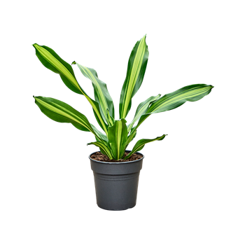Dracena fragrans 'Burley' 4DRBUKO10