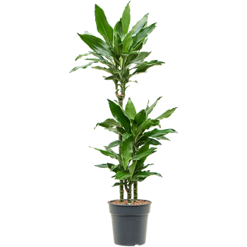 Dracena fragrans 'Burundii' 4DRJB3S15