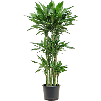 Dracena fragrans 'Burundii' 1DRBUCA51