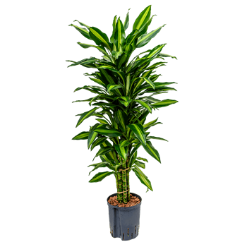 Dracena fragrans 'Cintho 1DRFCVT10