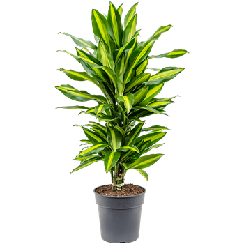 Dracena fragrans 'Cintho' 4DRCIVT21