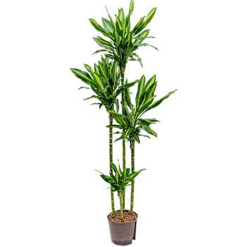 Dracena fragrans 'Cintho 1DRFC4S10