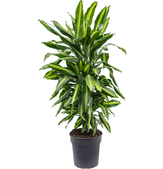 Dracena fragrans 'Cintho' 4DRCIVT03