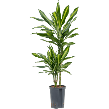Dracena fragrans 'Cintho' 1DRFC2S10
